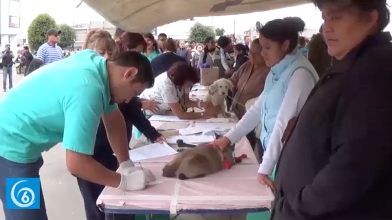Se realiza jornada de esterilización en Valle de Chalco