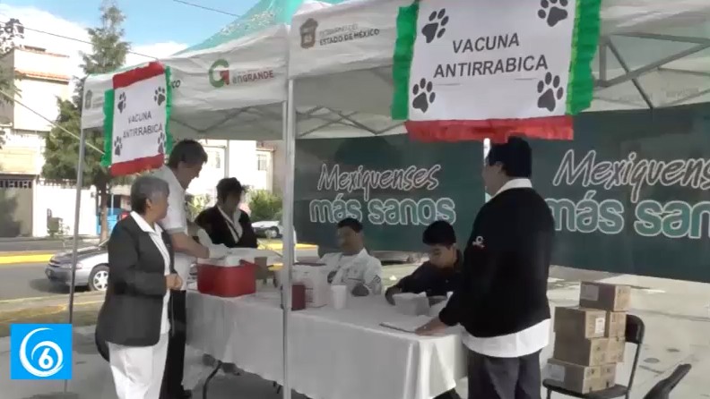 Se realiza jornada de esterilización masiva en Chicoloapan