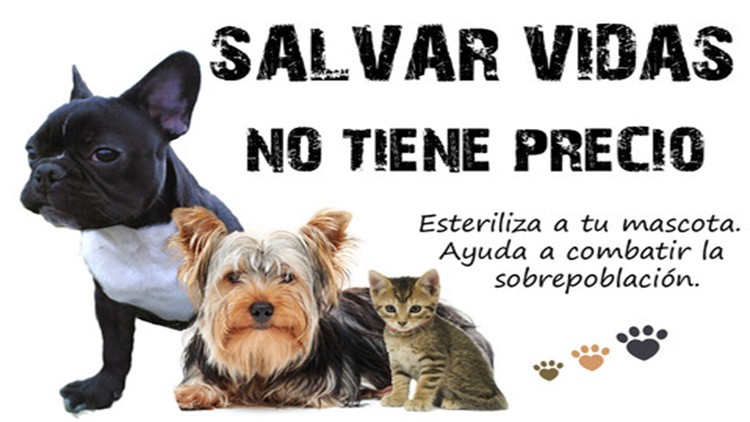 Próximas jornadas de esterilización animal en Ixtapaluca