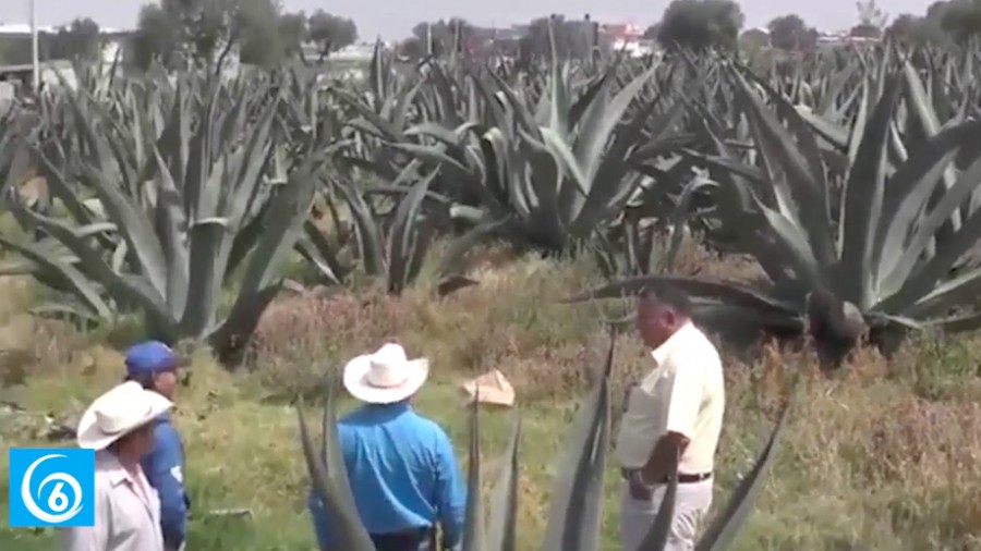 Todo listo para la feria del maguey en el Pueblo de Coatepec