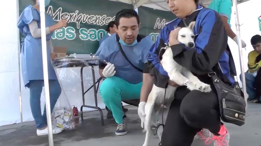 Dirección de Medio Ambiente en Valle deChalco toma medidas para disminuir la proliferación de perros