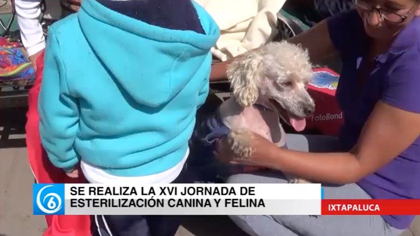 Se realizó jornada de esterilización animal en la explanada municipal de Ixtapaluca