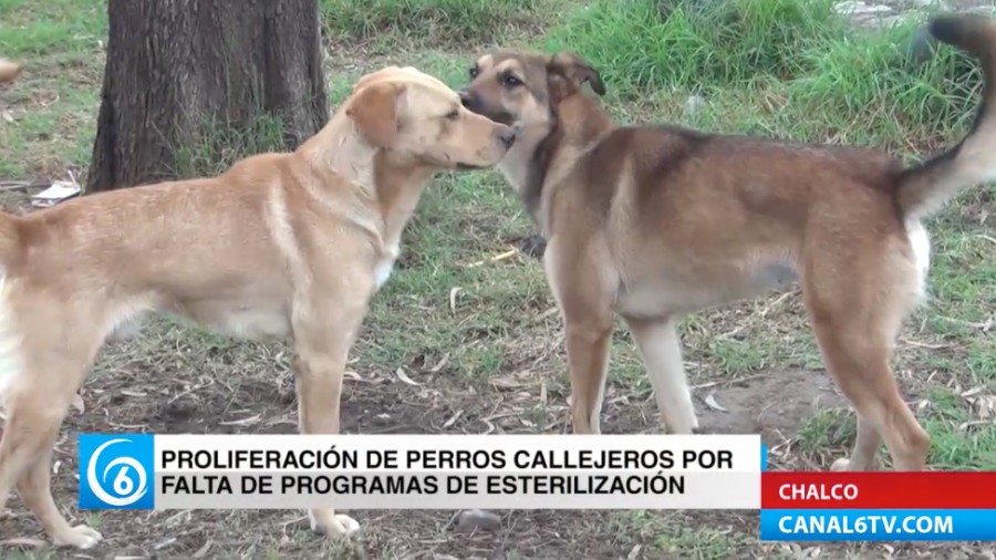 Proliferación de perros callejeros en Chalco