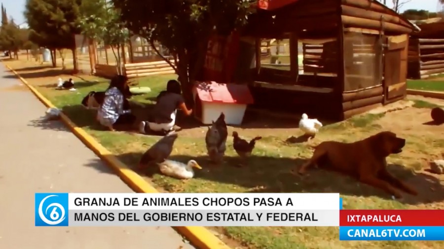 Granja de animales en San Buenaventura pasa a manos de los gobiernos estatal y federal