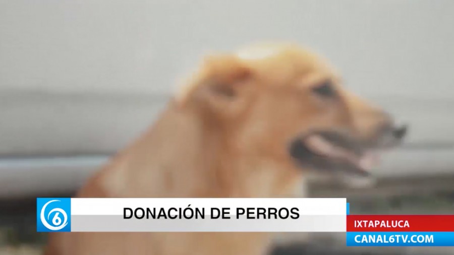 Control canino habla sobre el programa de donación de animales