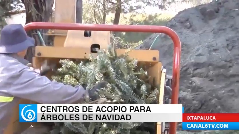 Centros de acopio de árboles de navidad en Ixtapaluca