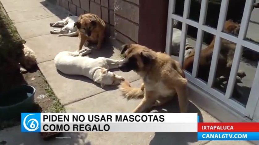 Recomiendan no obsequiar mascotas en esta época decembrina