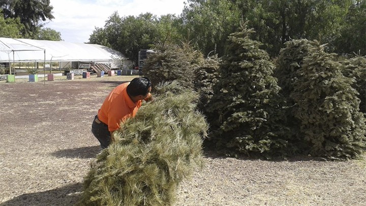 Exhortan a reciclar los árboles de navidad