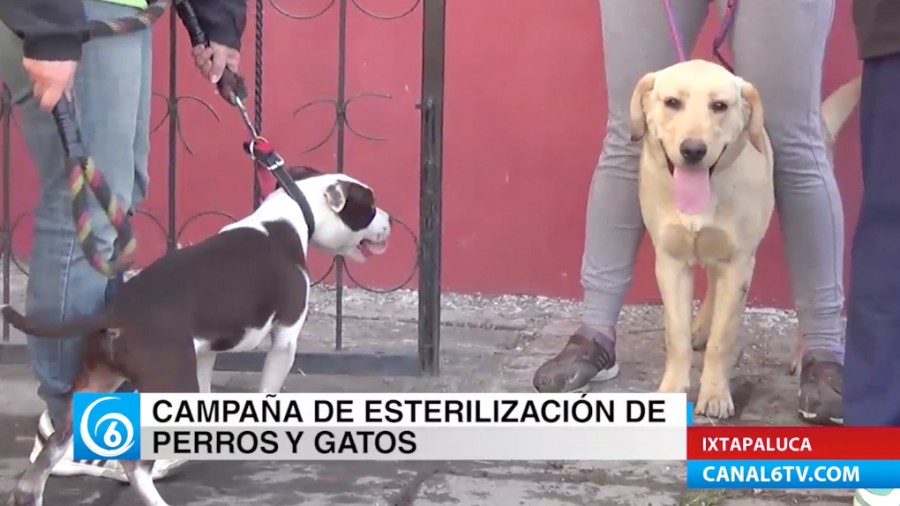 Campaña de esterilización canina y felina 2017 en Ixtapaluca