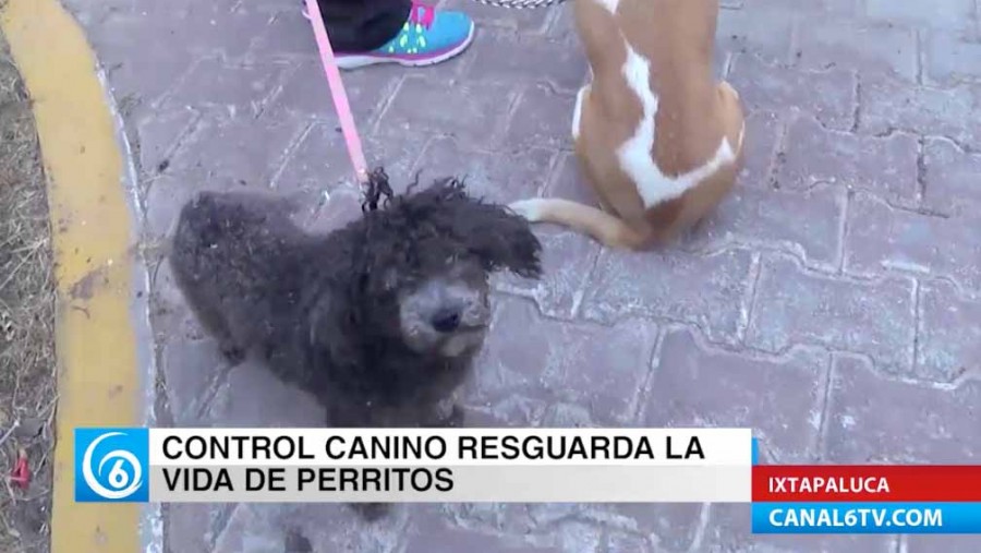 La Dirección de Control Canino de Ixtapaluca resguarda la vida de los perritos