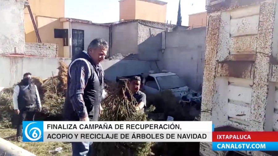 Concluye campaña de acopio y reciclaje de árboles de navidad naturales