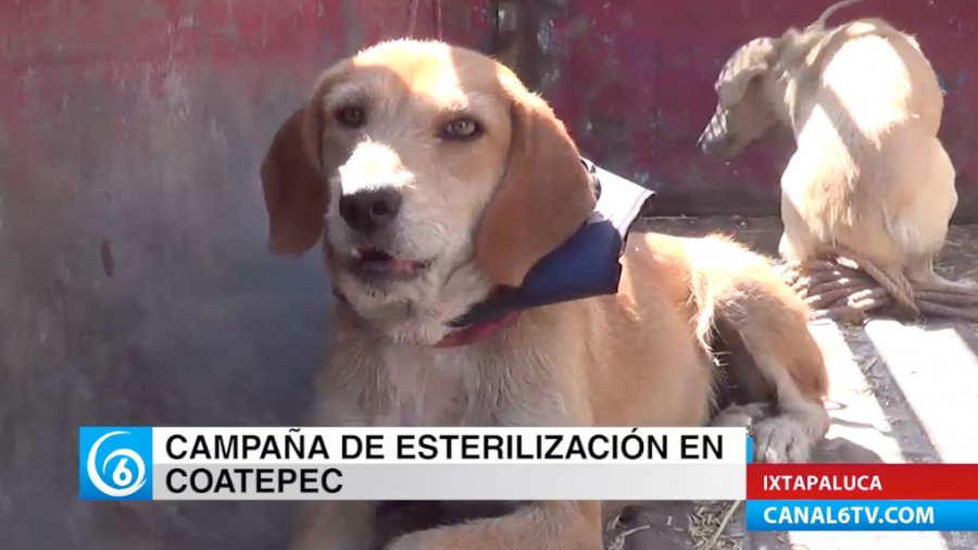 Campaña de esterilización para perros y gatos en Coatepec