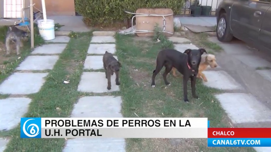 Crece la problemática con perros de la calle en Chalco