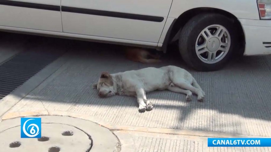 Problemas de perros callejeros en la zona alta de San Isidro en Los Reyes La Paz