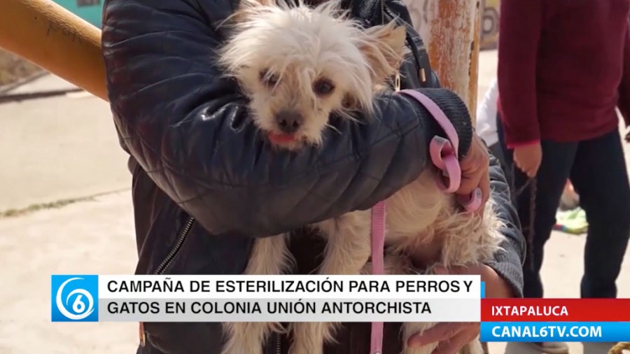 Campaña de esterilización en la colonia Unión Antorchista