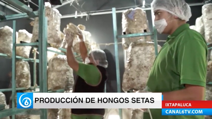 Producción de hongo seta en Los Reyes La Paz