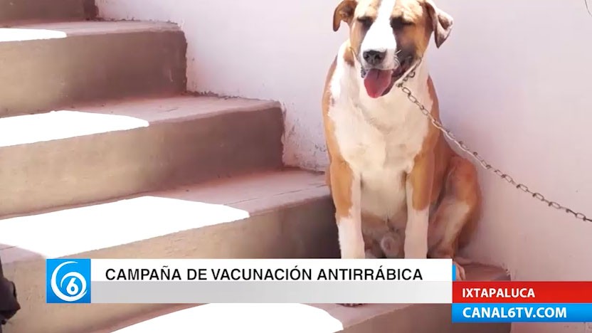 Campaña de vacunación antirrábica en Ixtapaluca