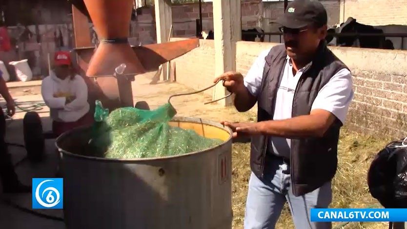 Producción de hongos seta en Ixtapaluca