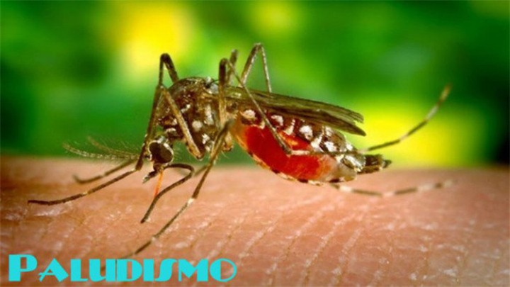 25 de abril, Día Mundial del Paludismo