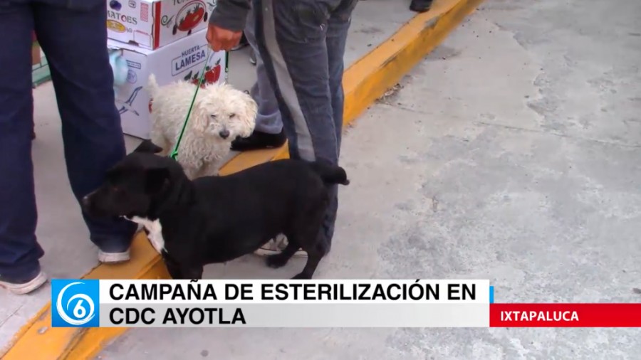 Jornada de esterilización animal en el CDC de Ayotla