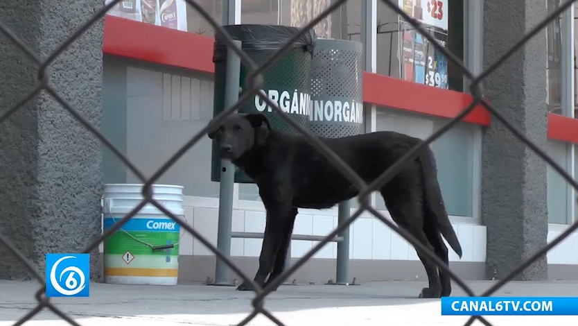 Control canino mantiene vigente programa para recoger perros abandonados