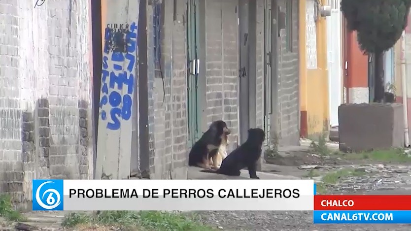 Aumenta la problemática por perros callejeros en Chalco