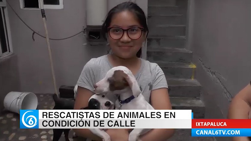 Rescatistas de animales en situación de calle