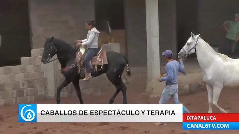 Entrenamiento de caballos para equinoterapia y espectáculos ecuestres