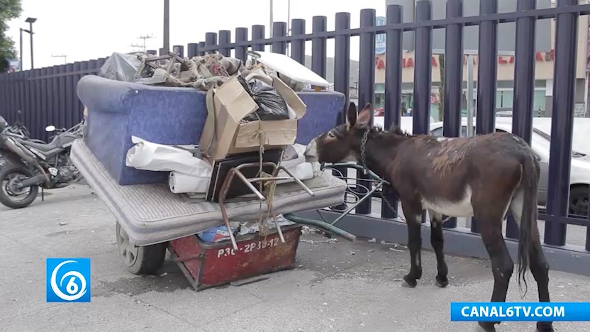 Dirección de Ecología municipal rescata a un animal maltratado