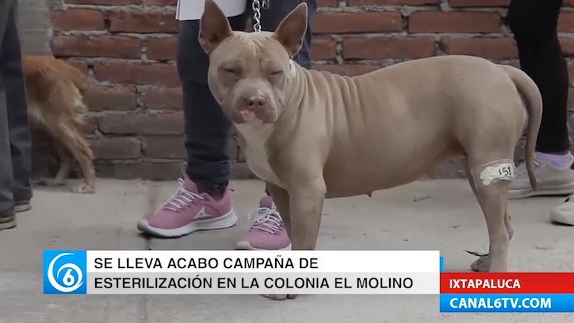 Campaña de esterilización en El Molino