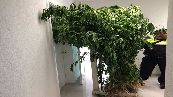 CATEAN INMUEBLE EN SAN JOSÉ DEL RINCÓN Y LOCALIZAN PLANTAS DE MARIHUANA