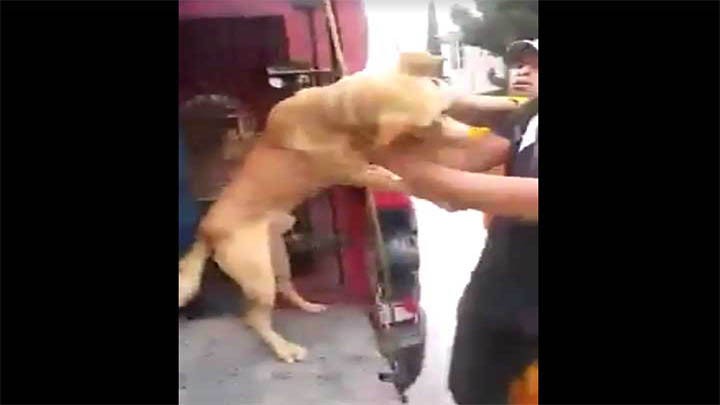 VIDEO: MALTRATAN A PERRO EN VALLE DE CHALCO