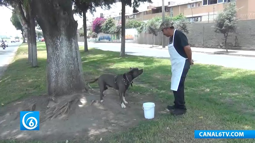 Problemas de maltrato animal en zona comercial de San Francisco Acuautla