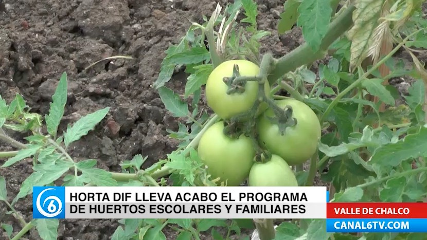 Horta DIF lleva acabo el programa de huertos escolares y familiares