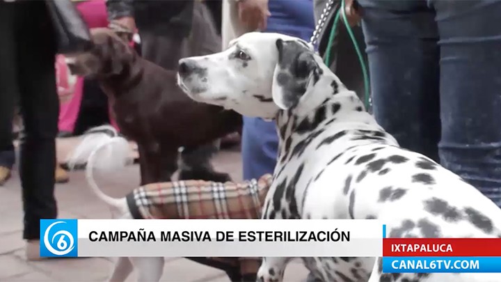 Se llevó a cabo campaña masiva de esterilización animal en el municipio de Ixtapaluca