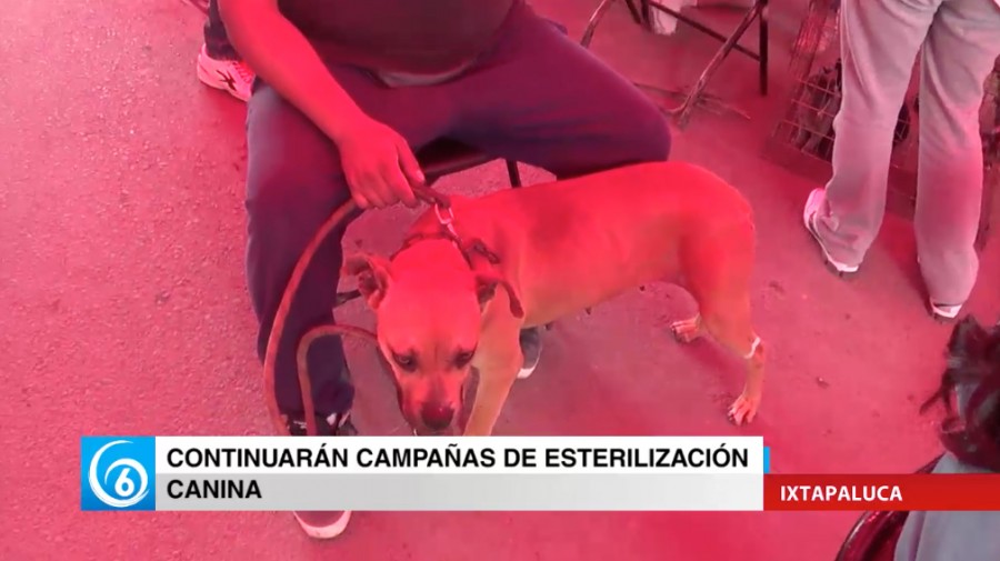 Continuarán las jornadas de esterilización animal en el municipio de Ixtapaluca