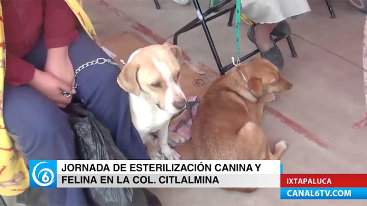 Jornada de esterilización animal en la colonia Citlalmina