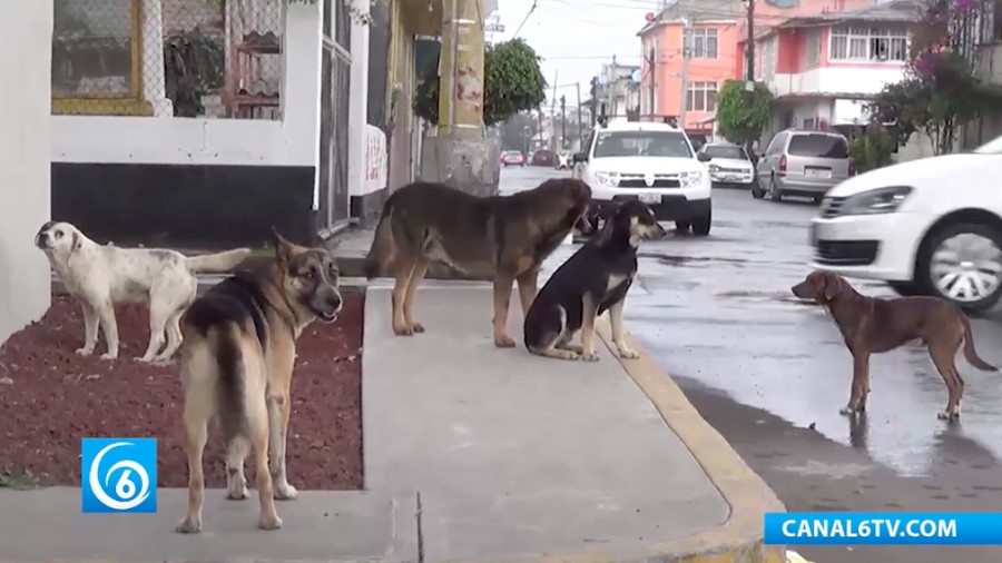 Continúan las campañas de esterilización en Ixtapaluca, en esta ocasión fue en la colonia Elsa Córdova