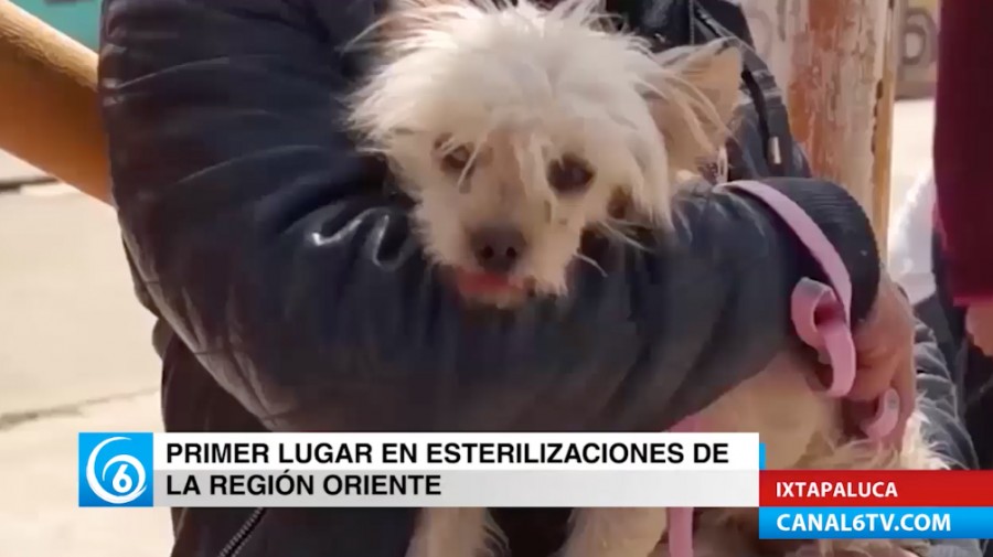 Ixtapaluca se coloca en primer lugar en la región oriente en esterilizaciones de perros y gatos