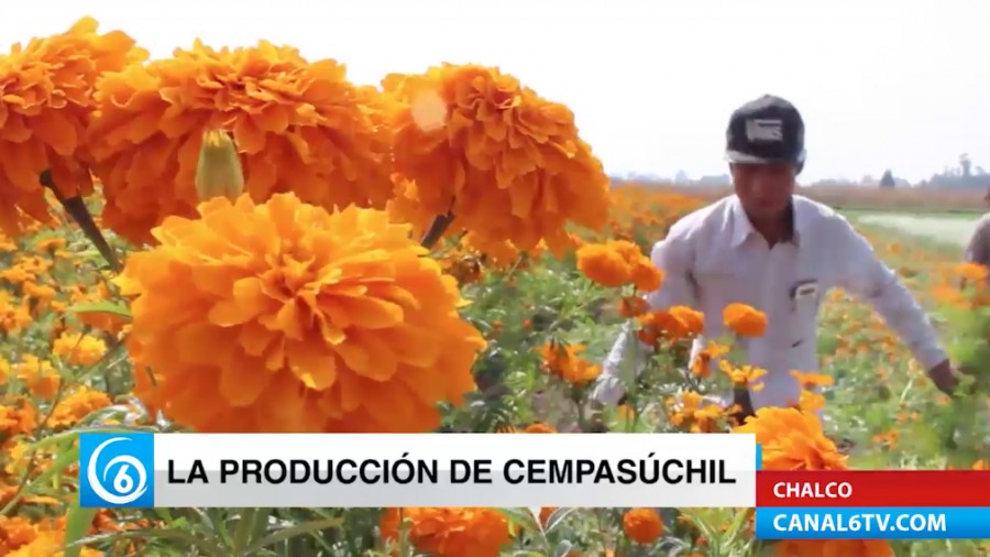 Producción de la flor de cempasúchil en Cuautzingo, Chalco