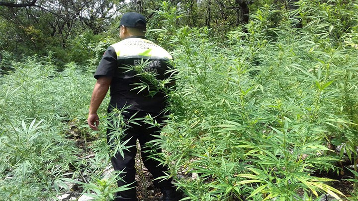 ASEGURAN DOS SEMBRADÍOS CON MÁS DE 14 MIL PLANTAS DE PRESUNTA MARIHUANA