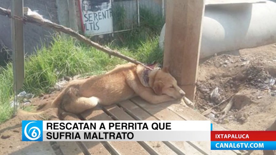 Rescatan a perrita que presentaba signos de maltrato en zona alta de Ixtapaluca