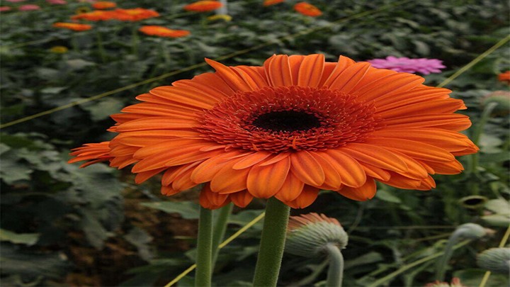 EL EDOMÉX, ÚNICO PRODUCTOR DE GERBERA EN EL PAÍS