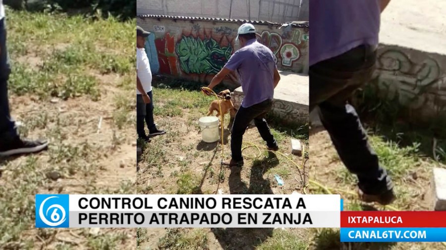 Control Canino rescata a perrito atrapado en zanja en la colonia Morelos, municipio de Ixtapaluca -