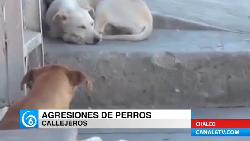 Problemática por agresiones de perros callejeros en el municipio de Chalco