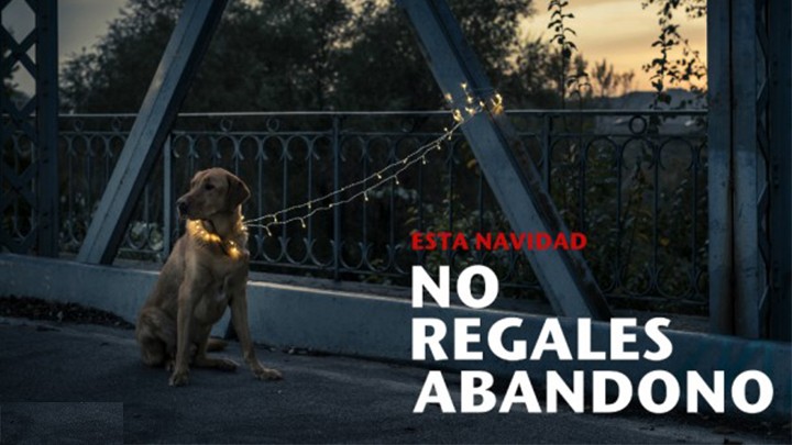 Tener una mascota implica gran responsabilidad, recuerda no regalar alguna en esta temporada navideña