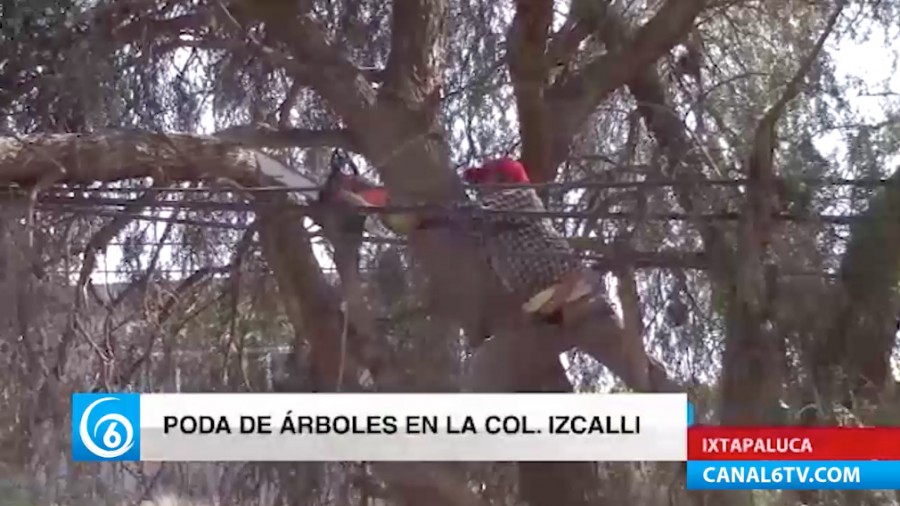 Realizan poda de árboles en Izcalli a petición de vecinos