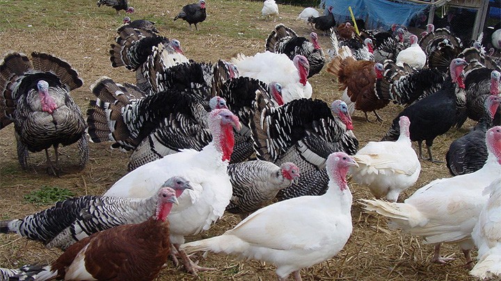 Conoce más sobre la crianza del pavo navideño