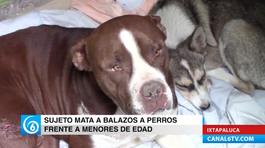 Sujeto asesinó a un perro frente a menores de edad