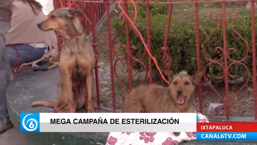 Realizan jornada de esterilización en la explanada municipal de Ixtapaluca